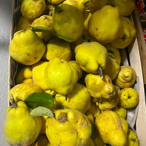 Llegó el otoño, y los membrillos