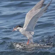 How Terns Read the Water