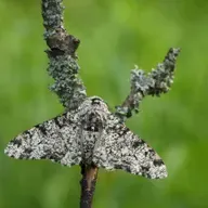 Evolution’s Stubborn Icons: Peppered Moths and Miller-Urey Still Shambling Along