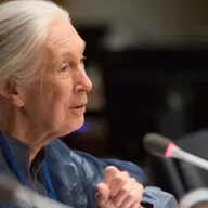 UN: Buriani Jane Goodall, mwanamazingira na mtaalamu wa sokwe