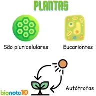 Reino Vegetal