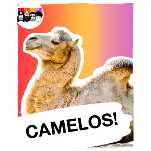 Como os camelos conquistaram os desertos?