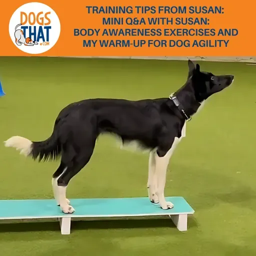 Training Tips From Susan: Mini Q&A With Susan: Body Awareness Exercises And My Warm-Up For Dog Agility