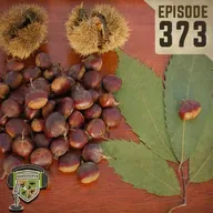 EP:373 | The Chestnut Story