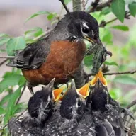 Planting Oaks for Birds