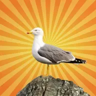 Le goéland argenté : un citadin venu du large !