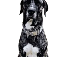 Stop Saying “He Thinks He’s a Lap Dog”