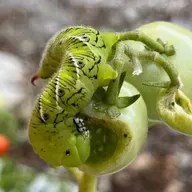 Who's Eating the Tomatoes?