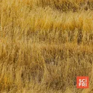 The Ruin And Redemption Of The American Prairie