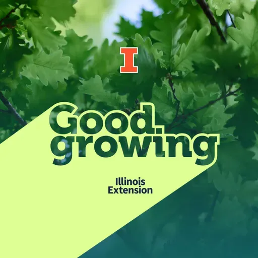 Ep. 219 Tree identification: Learning to name the trees around you | #GoodGrowing