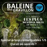 SPÉCIAL Arbres remarquables 1/5 : Qui et où sont-ils ?
