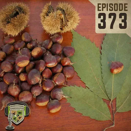 EP:373 | The Chestnut Story