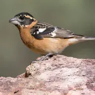 How Noise Pollution Affects Birds