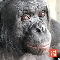 What A Tea Party With A Bonobo Taught Us About Imagination