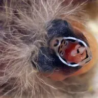 Baby Birds' Bizarre Beaks