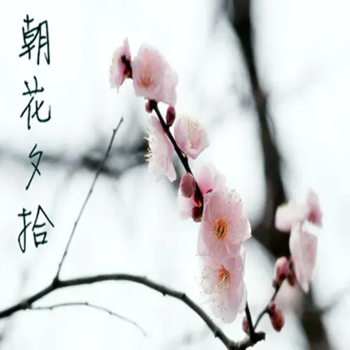 【朝花夕拾】春风定义了花香-NJ言杉