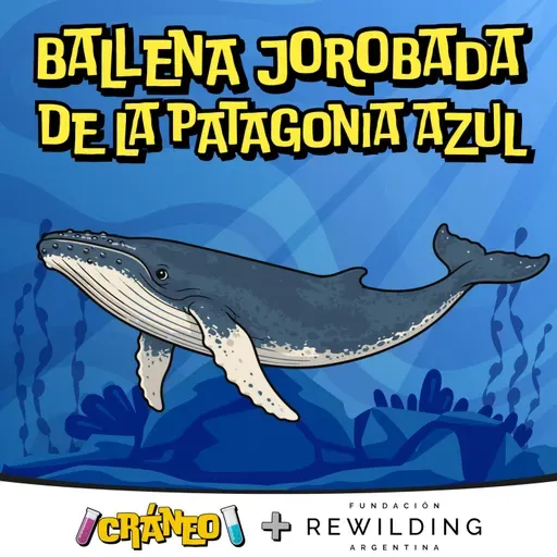 Ballenas jorobadas: La historia escrita en la cola