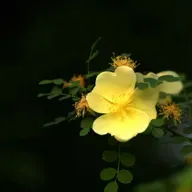 迟子建：当人心向下时