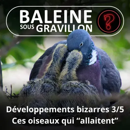 S07E128 Vous avez dit bizarre ? Développement 3/5 : Pigeon, Flamant, Manchot, des oiseaux qui "allaitent"