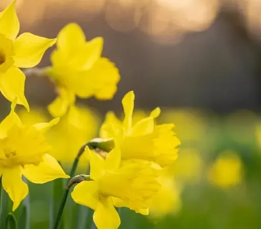 Irish cancer society's Daffodil Day