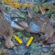 215: Upcoming Seasons - Dove,Teal, Dee, Gigging,Turkey