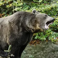 Die Tierdocs: Bär greift Radio an