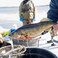 Walleye bag limits, Inside Wisconsin Politics, New student newspaper
