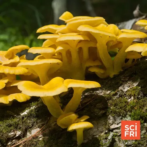 1119: A Delicious But Invasive Mushroom Could Affect Fungal Diversity