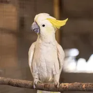 Die Tierdocs: Kakadu hört nicht