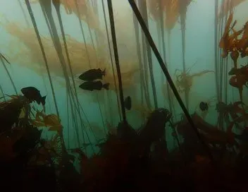 Ep. 545 - The Dynamics of Kelp Forest Ecology