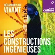 Mécaniques du vivant, saison 6 : Les constructions ingénieuses