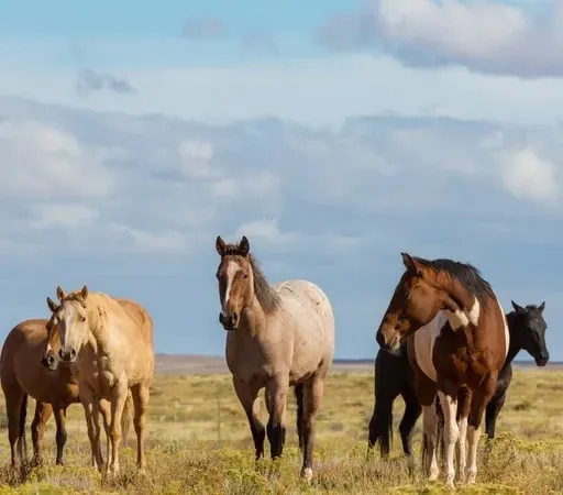 Daragh Ó Tuairisg, Ball de Chumann Lucht Chapaillíní Chonamara