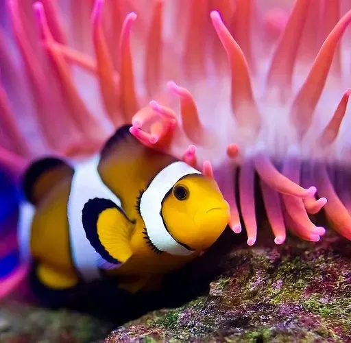 Trouble for clownfishes