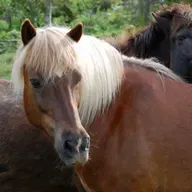 274 - Hestemeditasjon