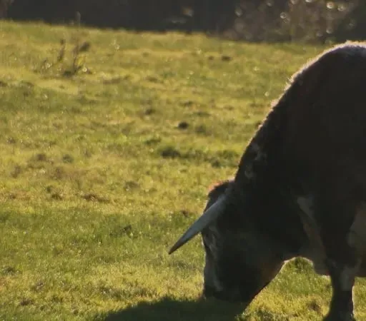 Should we vaccinate sheep and cattle against Bluetongue?