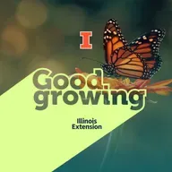 Ep. 222 Monarch Butterfly Conservation: Should You Rear Them Indoors? | #GoodGrowing