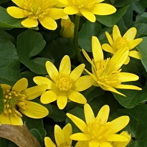 Spotting springtime invasive plants; Wild turkeys in Wisconsin; Whooping crane population update