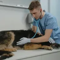 Como saber se o pet está com dor? Veterinária esclarece dúvidas dos ouvintes!