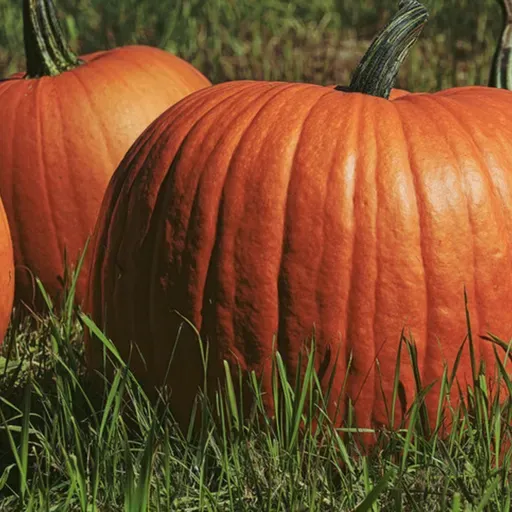 Morning Hack  10/10/2025   Carve Out A Big Pumpkin For A Way To Hold Candy!