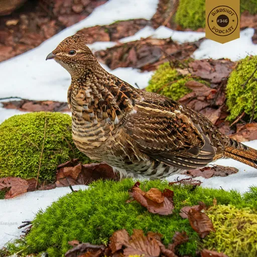 #346 | Lessons from an 80-Year-Old Grouse Hunter with Tim Flanigan