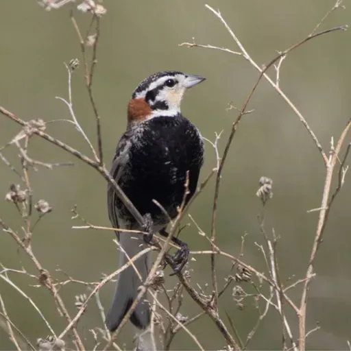 Chestnut-collared Longspur