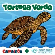 Tortuga verde: el secreto del color por dentro