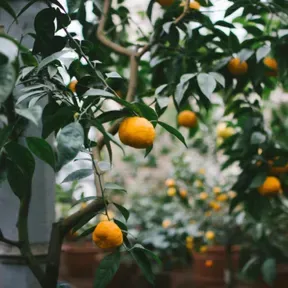Mandarinas