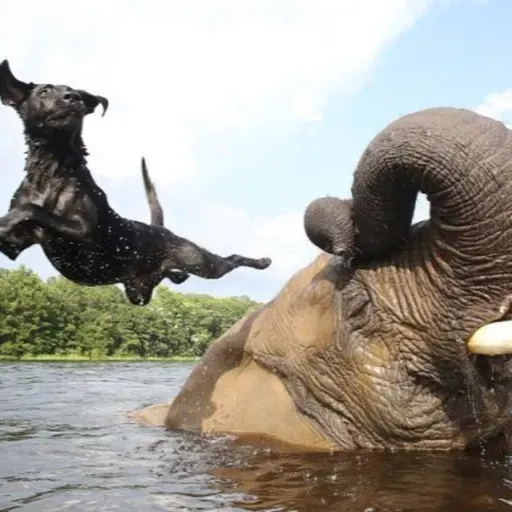 Amistades Animales Inusuales