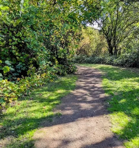 #96: Raking leaves, A dog and a ball