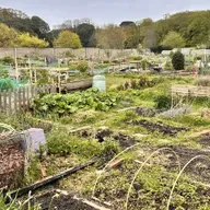 Why Ireland needs more allotments for gardeners.