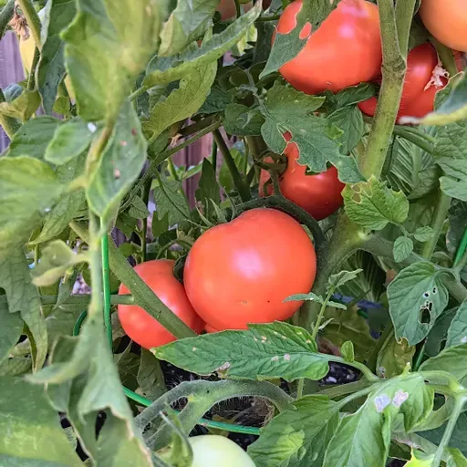 2025 Tomato Review Show...And More!