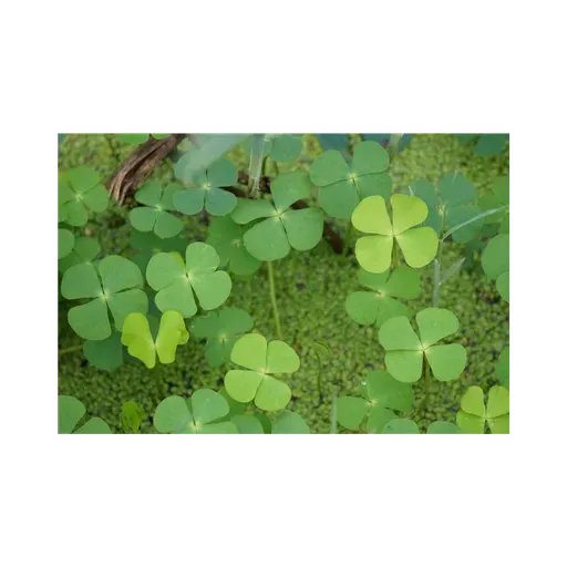 USA versus Samuel Bankman-Fried a/k/a SBF - argument on appeal on reversal of criminal conviction, with notes