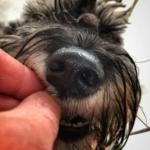 š« ... jutranja rutina in uporabna vrednost obiÄajne pasje hrane š¤£