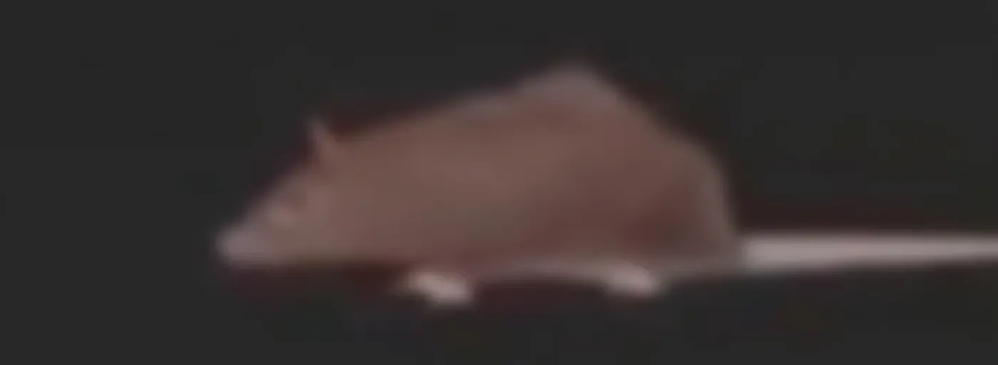 Radical Rats Podcast (ZenoFM)